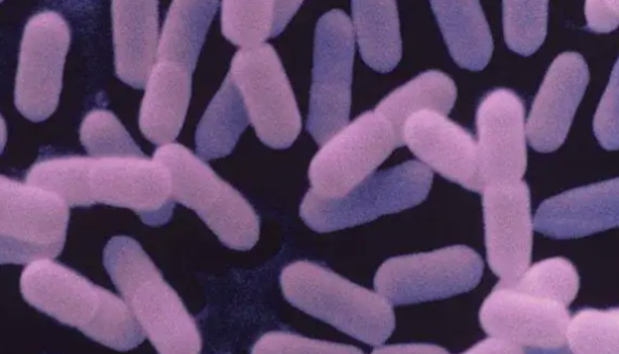 大肠埃希菌的生物学特性与临床表现及预防处理！