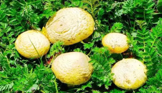 黄绿蜜环菌的形态特征与营养价值及开发前景！