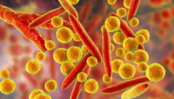 ATCC 27618 解脲脲支原体 百欧博伟生物