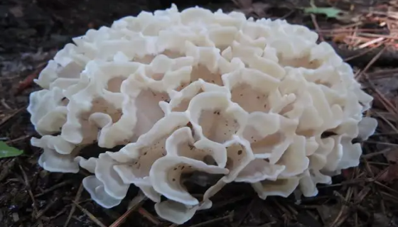 绣球菌的特征与特点及菌种的培养与制作！