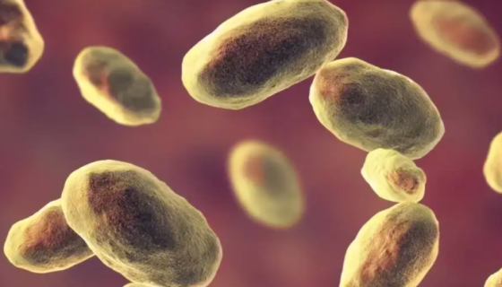 小肠结肠炎耶尔森氏菌 国家标准菌种 CMCC(B)52204