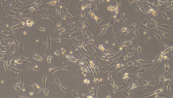 大鼠软骨细胞分离的操作方法与质量检测及注意事项！