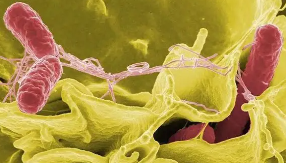 ATCC 13312 肠炎沙门氏菌肠炎亚种的培养与使用！