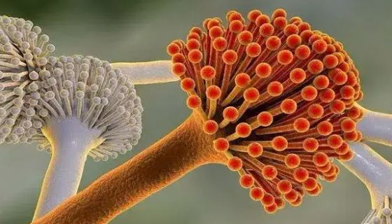 紫红曲霉的重要产物与发酵技术及培养方法！