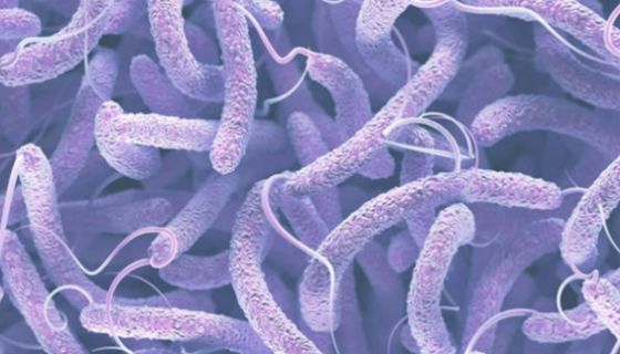 副溶血性弧菌的生物学特性与微生物学检验方法！