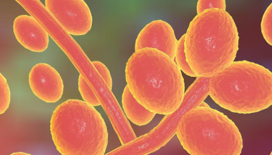 ATCC 27048 深红红螺菌单层冻干管打管说明！