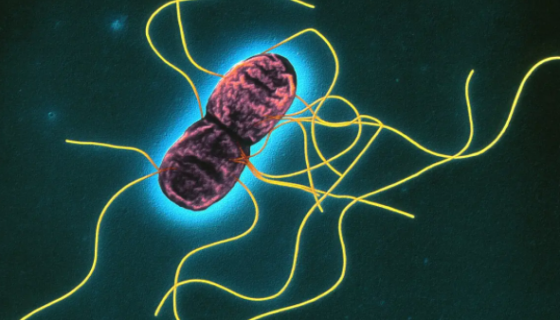 肠沙门氏菌肠亚种鼠伤寒血清型ATCC 13311的注意事项！