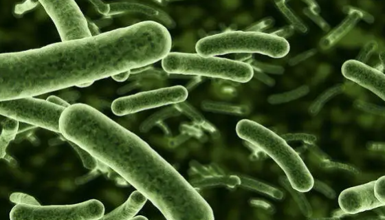 枯草芽孢杆菌产生的抗菌活性物质及合成途径！