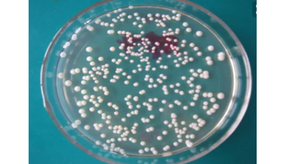 鲁氏酵母的主要用途及单层冻干管打管说明！