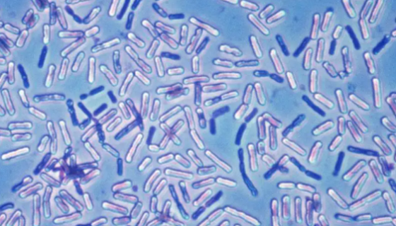 萎缩芽孢杆菌的形态特征与培养方法及操作流程！