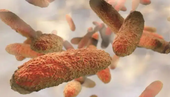 ATCC BAA-1706 肺炎克雷伯菌肺炎亚种知识解析！