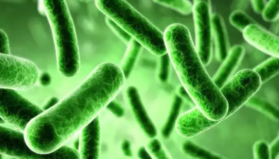 绿色魏斯氏菌的培养方法与使用范围及主要价值！