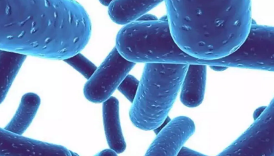 鼠李糖乳杆菌的培养条件与注意事项及打管说明！