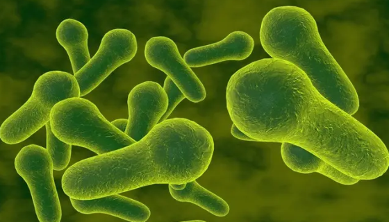 ATCC 19404 生孢梭菌冻干管打管说明书！