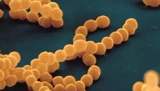 ATCC 33478 远缘链球菌 百欧博伟生物