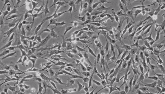H9C2大鼠心肌细胞的培养步骤与应用！