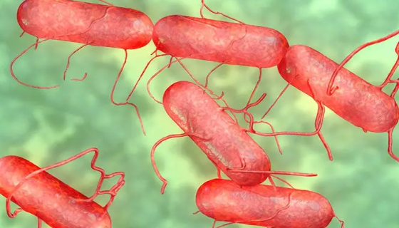 沙门氏菌属的形态描述与传染通道及血清型学研究！