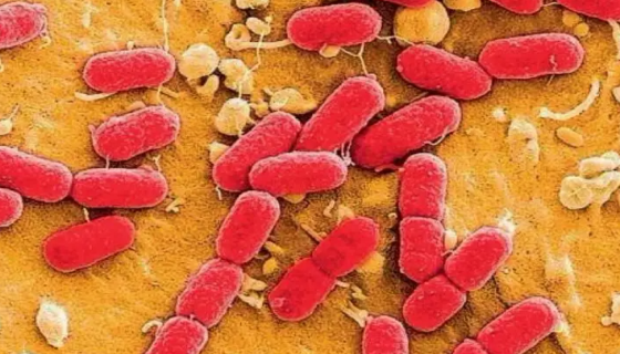 大肠埃希氏菌的健康危害与检验标准及限量要求！