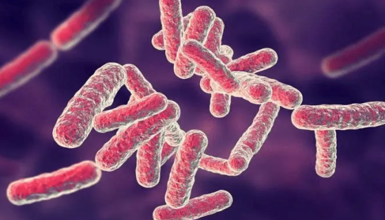 志贺氏菌属的形态描述与菌株性状及菌种分类！