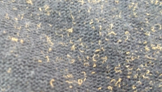 纯黄丝衣霉的培养条件与注意事项及保藏方法！