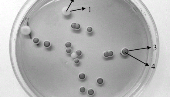 马克斯克鲁维酵母的优势与培养及注意事项有哪些？