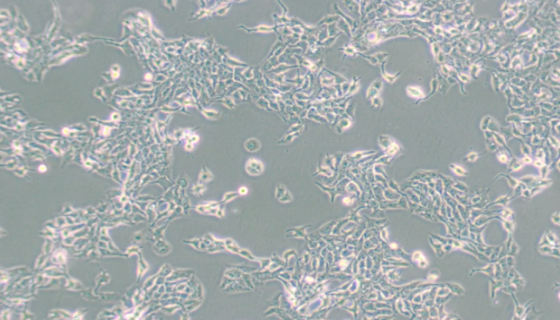 小鼠T淋巴细胞HT-2的复苏与传代及冻存操作说明！
