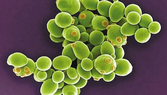 酿酒酵母的菌株分类与功能物质及筛选鉴定！