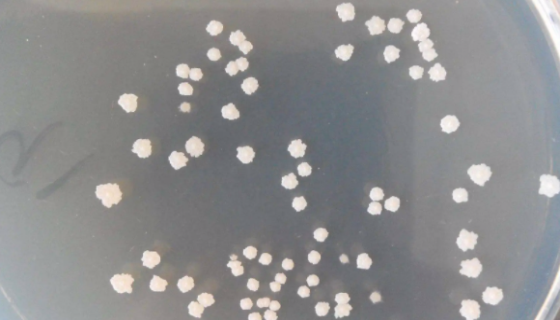 解淀粉芽孢杆菌的作用与功效及在农业中的应用！