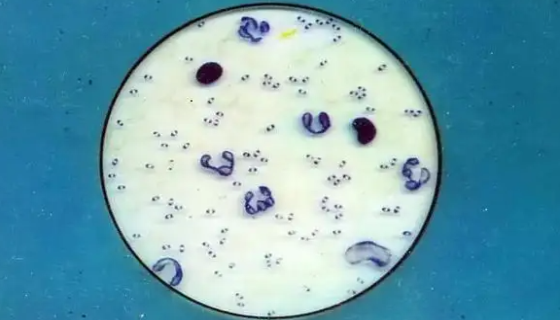 用于生产发酵泡菜的：肠膜明串珠菌肠膜亚种