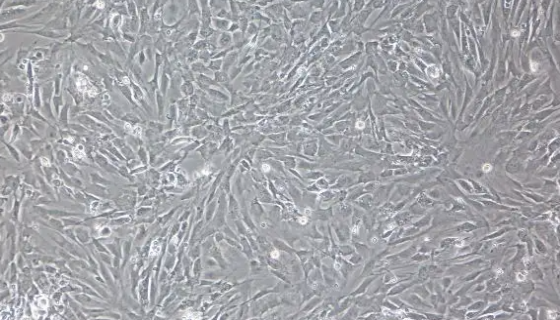 大鼠真皮成纤维细胞的操作步骤与应用！