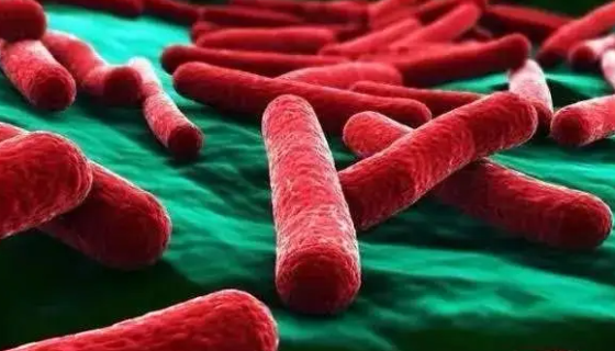 脆弱拟杆菌的培养特性与生物检查及防治原则！