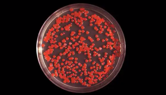 粘质沙雷氏菌的生防特点与临床表现及鉴定方法！