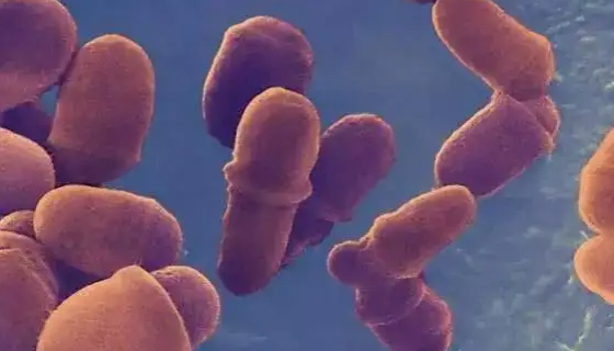 糠秕马拉色菌的发病原因与发病机制及防治方法！