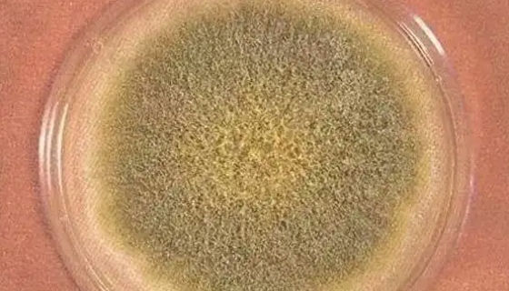 黄曲霉的检验检疫要求与方法及检测方法的分析！