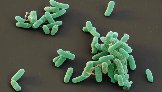 阴沟肠杆菌的生物学特性与临床表现及应用！