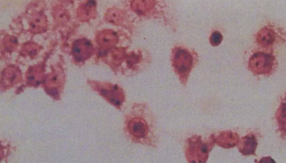 猪细小病毒的临床症状及防控与治疗！