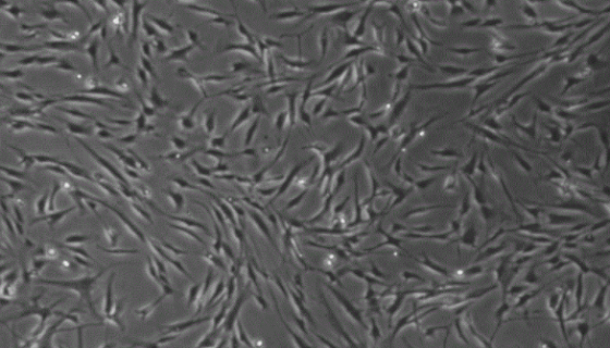 人胚胎干细胞无血清培养基的特点与应用！
