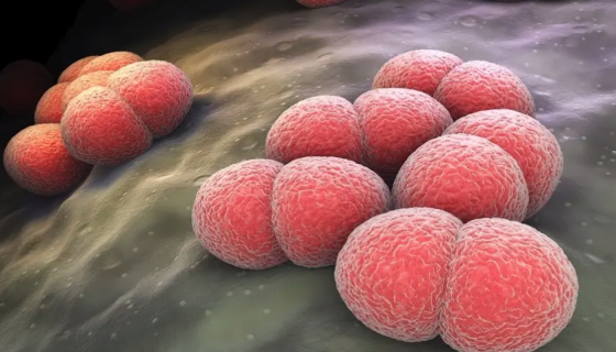 脑膜炎奈瑟菌的生物学性状及致病性与免疫性！