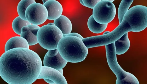 白色念珠菌致病机制的毒力因素及检查与培养！