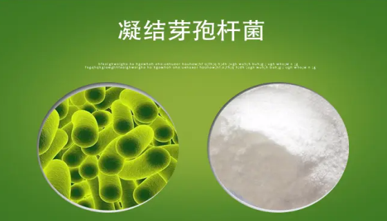 凝结芽孢杆菌的性质特点与药学研究及药理作用！