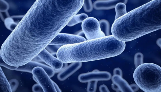 丁酸梭菌的主要用途与生理功能及培养工艺！