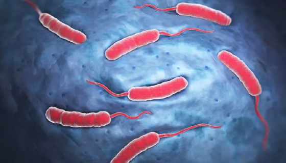 霍乱弧菌的发病因素与诊断预防及检测方法！