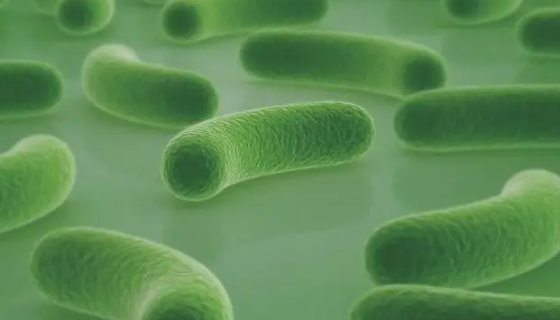 短双歧杆菌的菌株特点与认识过程及适用人群！