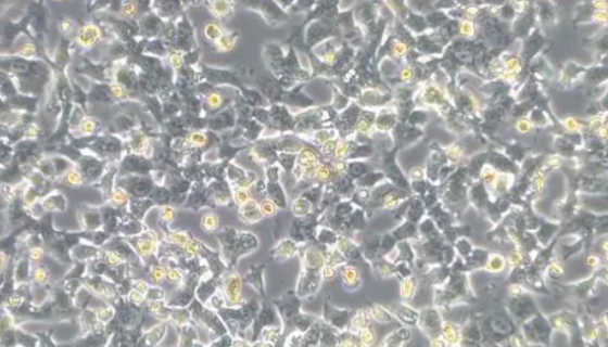 大鼠角膜内皮细胞的背景与应用！