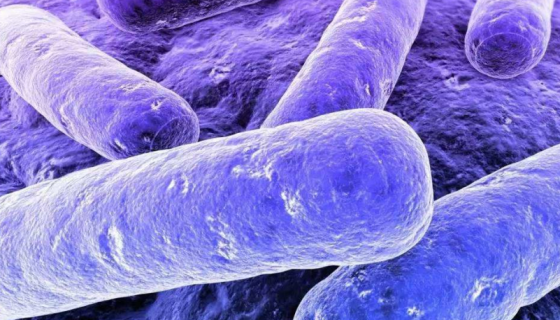 艰难梭菌的培养特性与生化反应及鉴别要点！