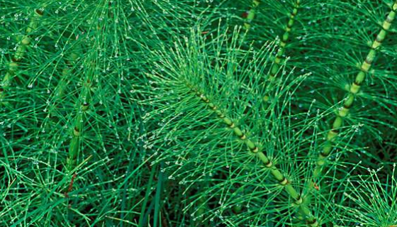 木贼镰孢的培养条件与注意事项及打管说明！