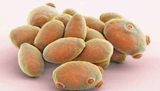 乳酸克鲁维酵母冻干管打管说明书！