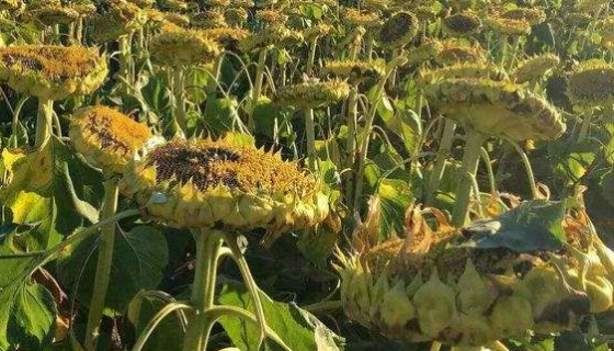 向日葵茎溃疡病菌的形态特征与主要价值！