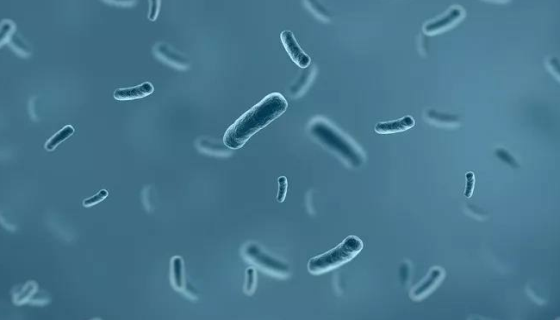 溶藻弧菌的培养条件与注意事项及打管说明！