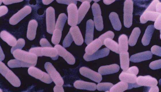 大肠埃希氏菌的感染途径与症状及防御与治疗！